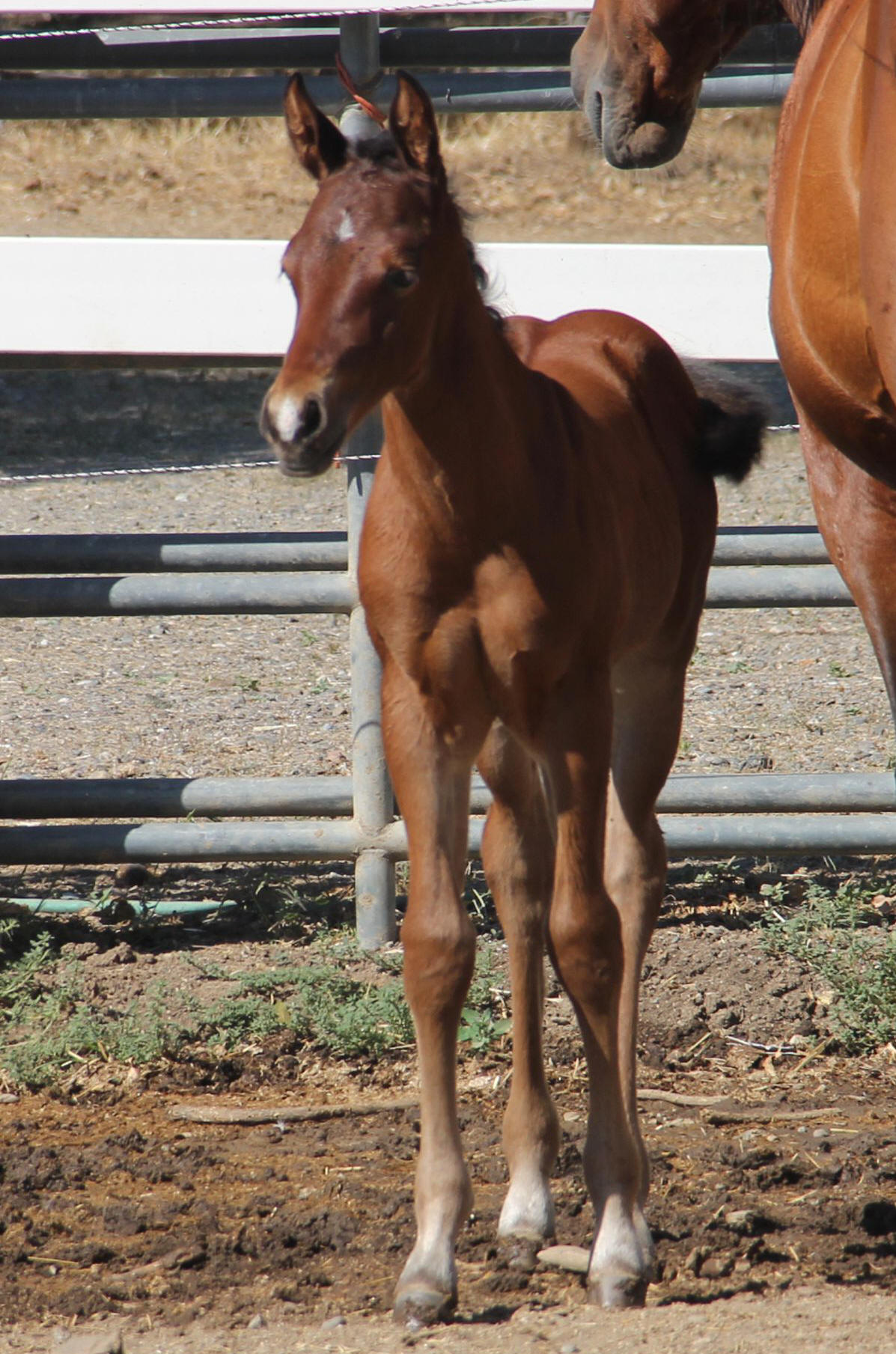 Quarter Horses & Paints For Sale